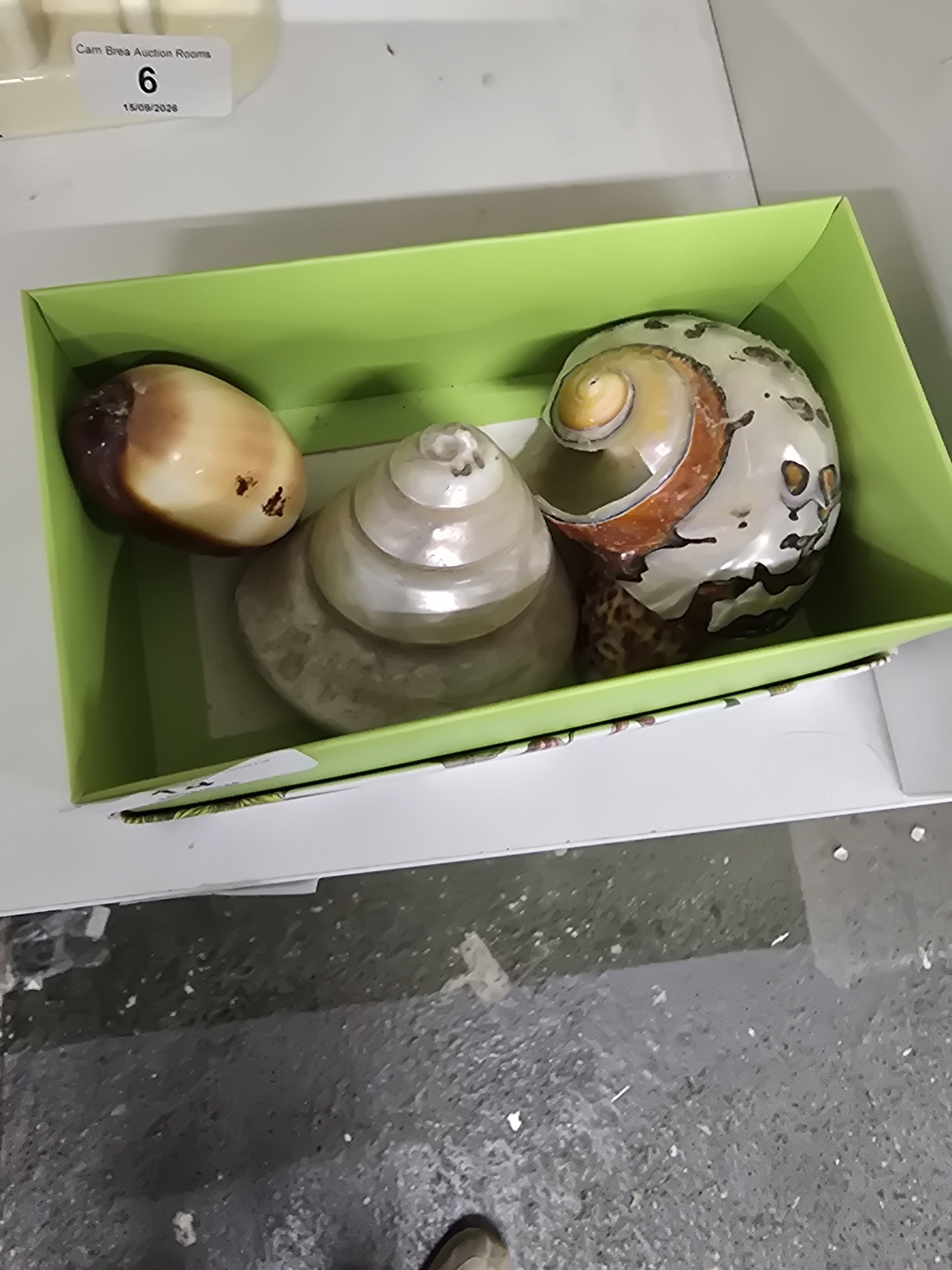 A Trio Of Polished South African Turbo Sarmaticus And Marine Gastropod Shells