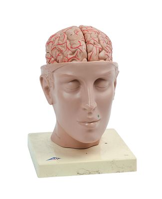Anatomical Model of a Brain in Head. Brain comes apart into segments. Overall height 10 inches.