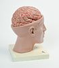 Anatomical Model of a Brain in Head. Brain comes apart into segments. Overall height 10 inches. Image - 2