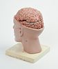 Anatomical Model of a Brain in Head. Brain comes apart into segments. Overall height 10 inches. Image - 3