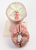 Anatomical Model of a Brain in Head. Brain comes apart into segments. Overall height 10 inches. Image - 4