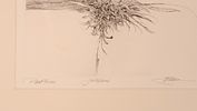 Plant Forms' Etching. Pencil signed. 5.5 x 8.5 inches, sight. Frame, 13 x 15 inches.Image - 1