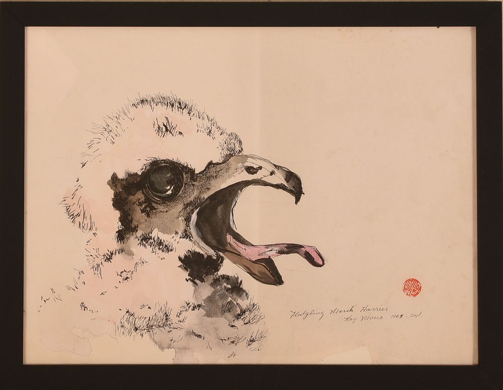 Kay Moser. Fledgling Marsh Harrier. Framed pen and ink on paper. 8.5 x 11.5 inches, sight. 
