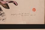 Kay Moser. Fledgling Marsh Harrier. Framed pen and ink on paper. 8.5 x 11.5 inches, sight. Image - 1