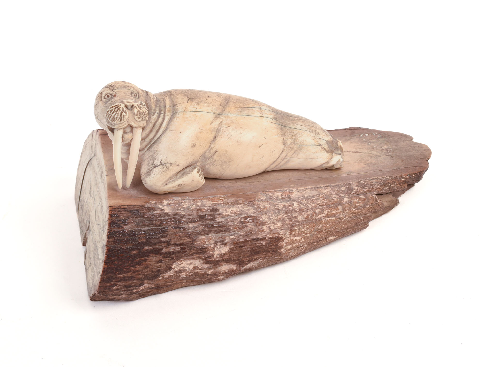 FOSSILIZED CARVED WALRUS TUSK.