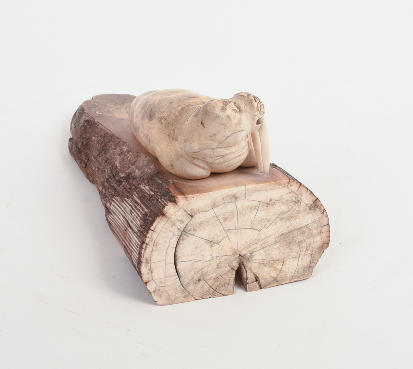FOSSILIZED CARVED WALRUS TUSK.