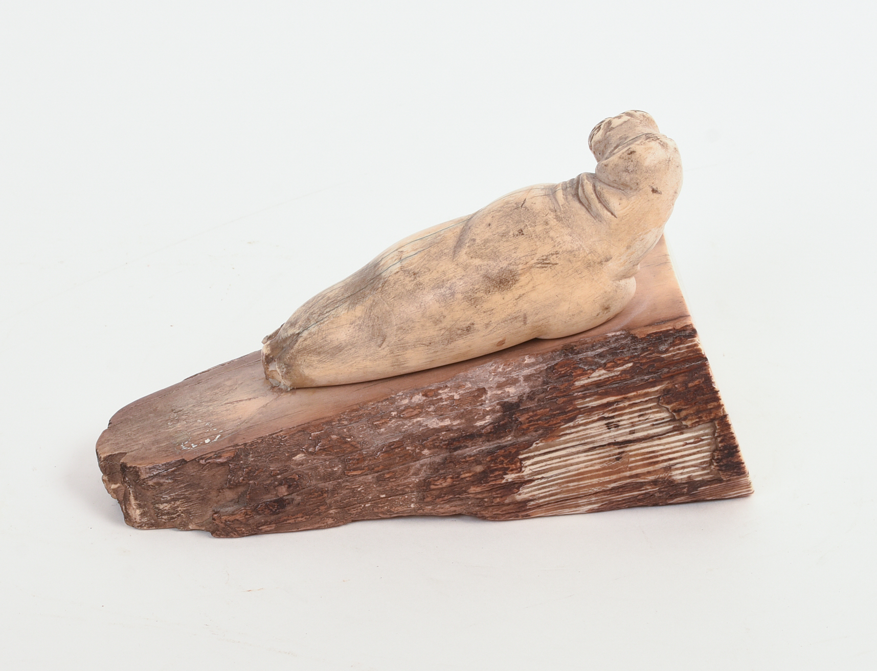 FOSSILIZED CARVED WALRUS TUSK.