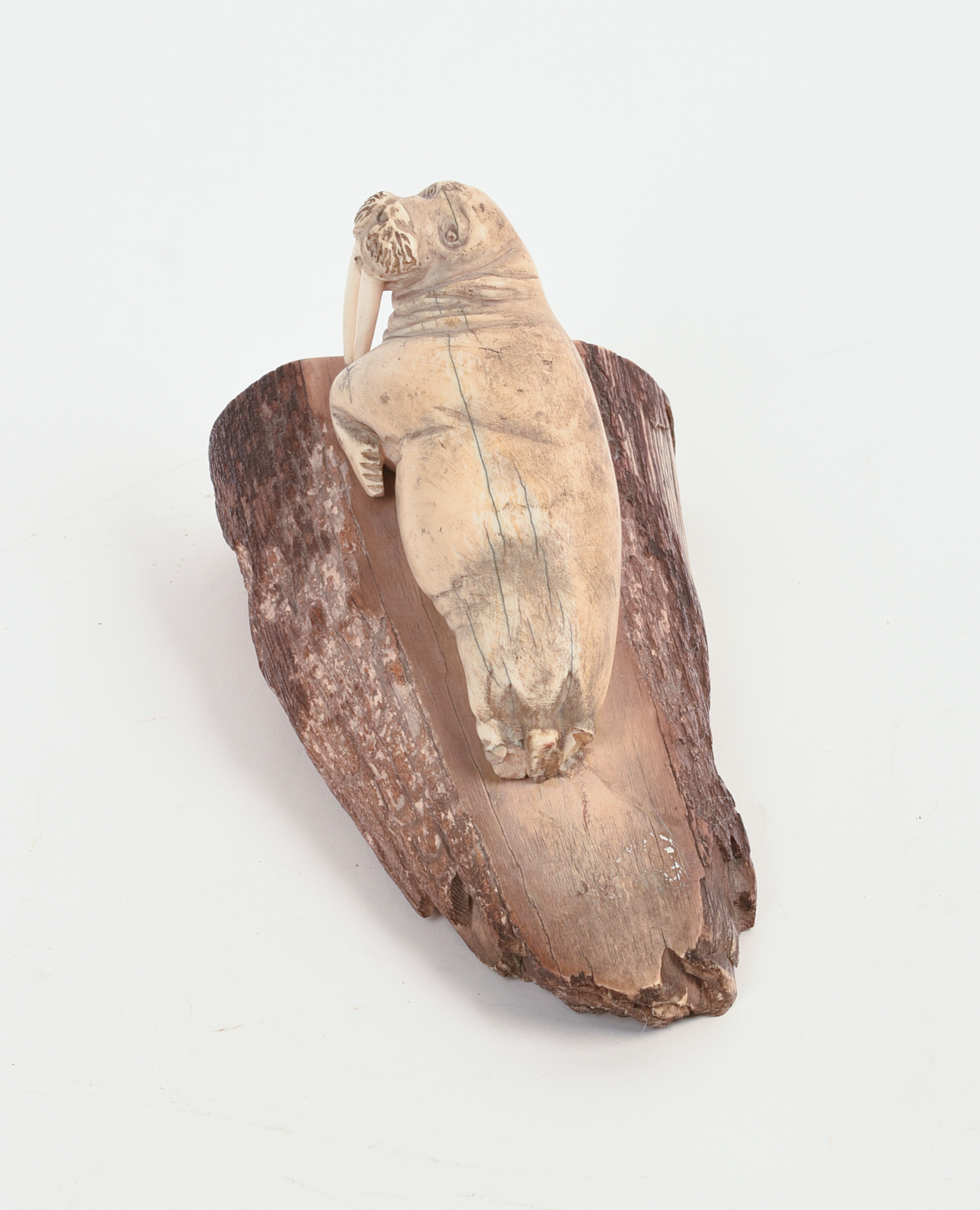 FOSSILIZED CARVED WALRUS TUSK.