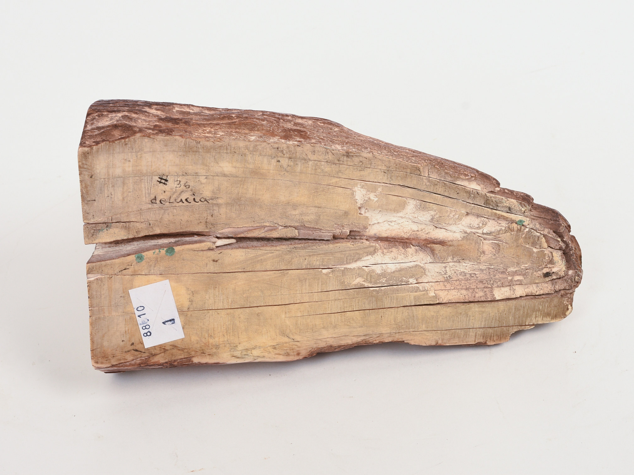 FOSSILIZED CARVED WALRUS TUSK.