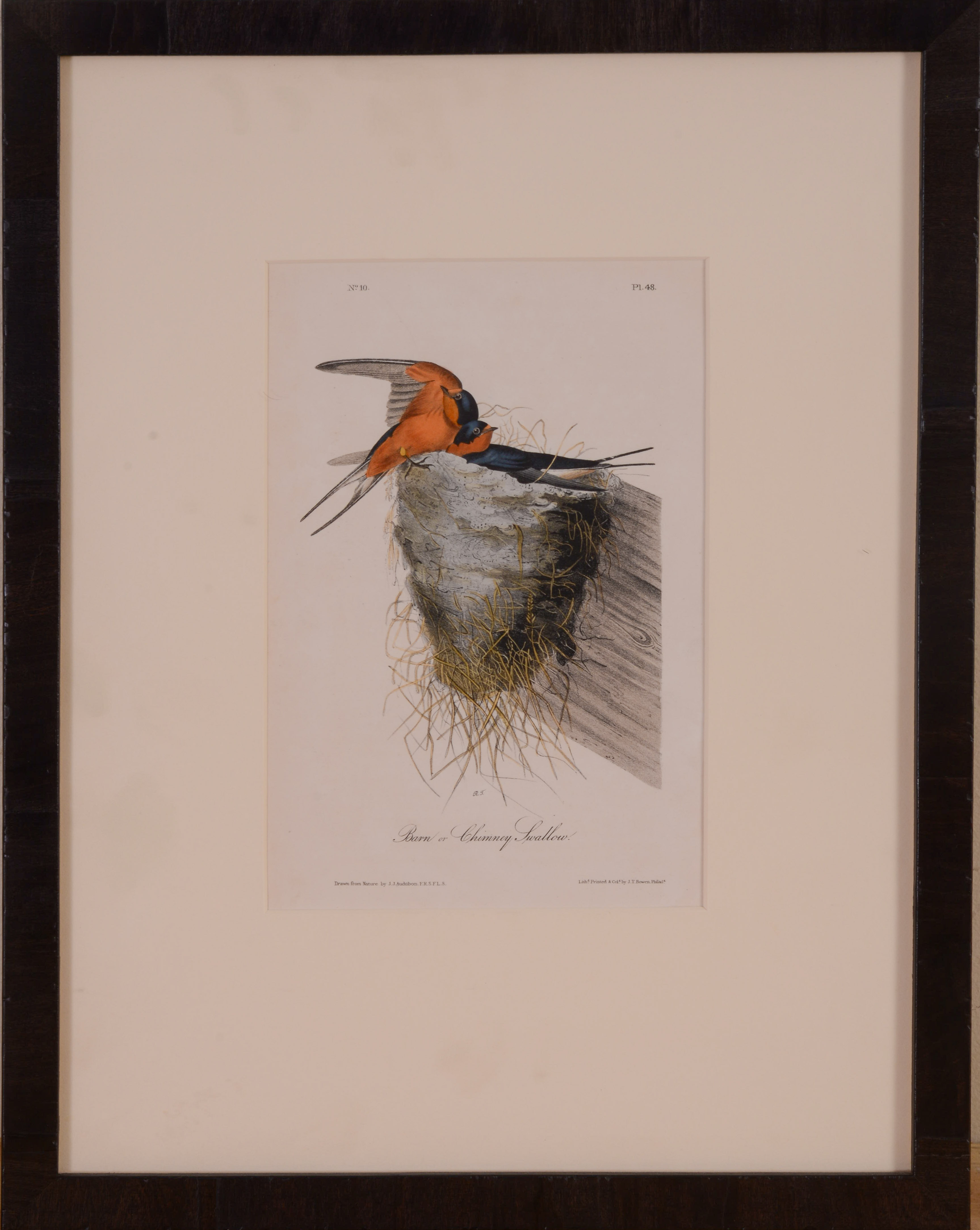JOHN JAMES AUDUBON. BARN OR CHIMNEY SWALLOW.