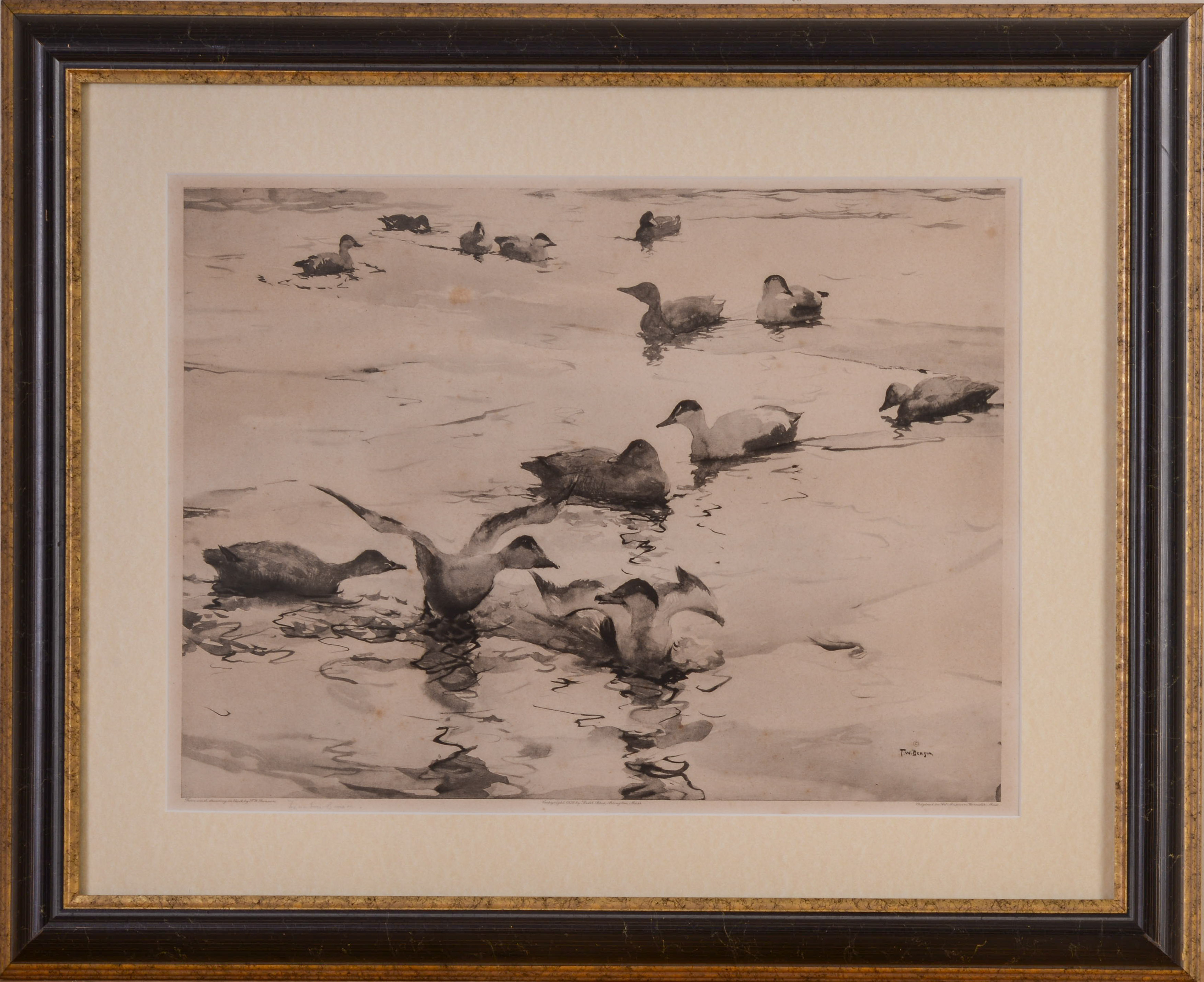 EIDER DUCKS IN WINTER, AFTER FRANK BENSON.