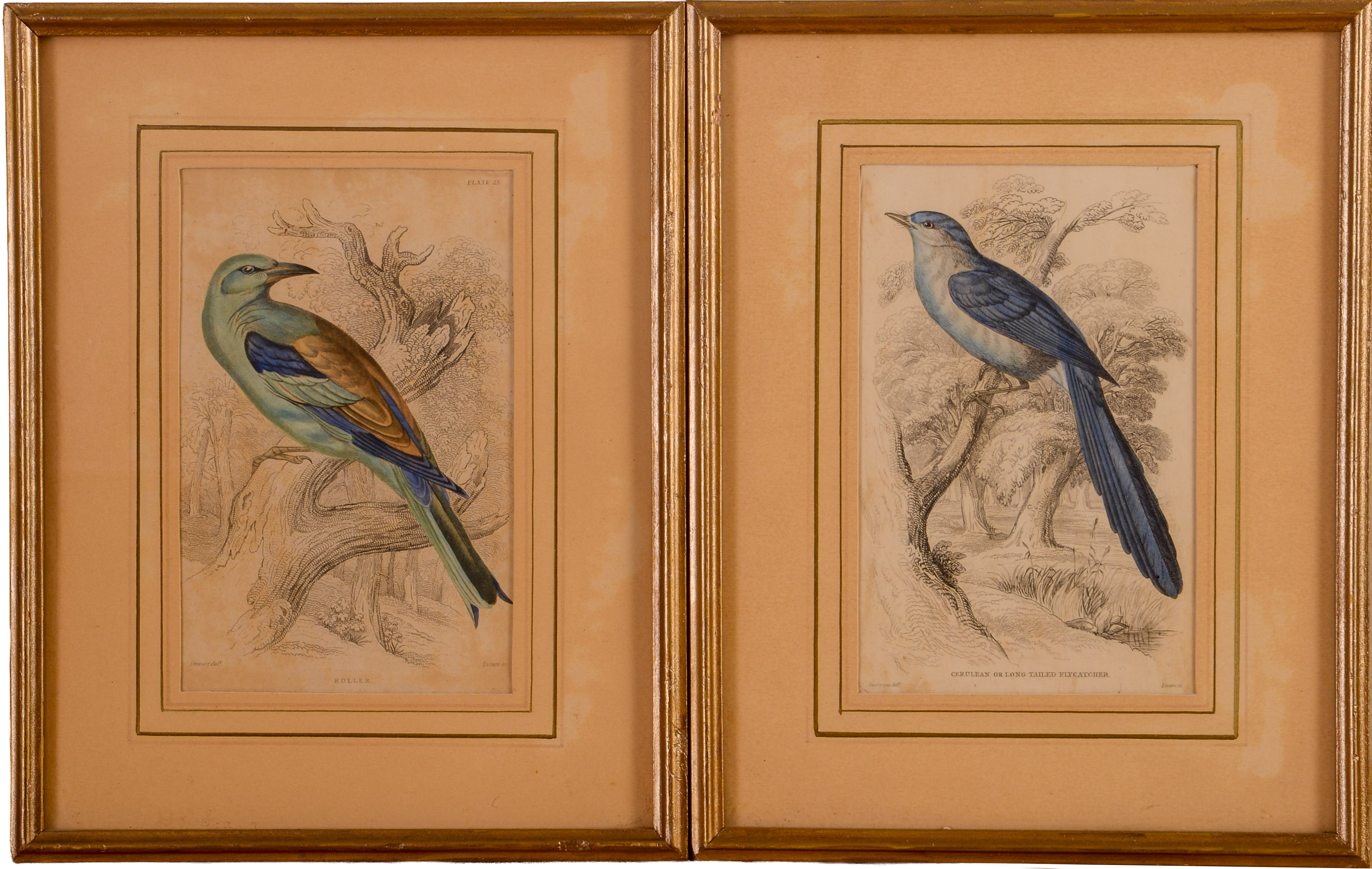 Two Handcolored Engravings of Birds
