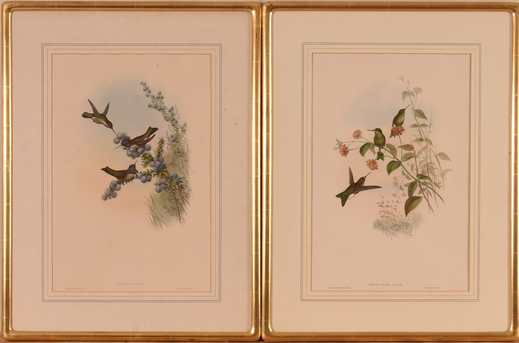 Pair of Hummingbird lithos by J. Gould & H.C Richter
