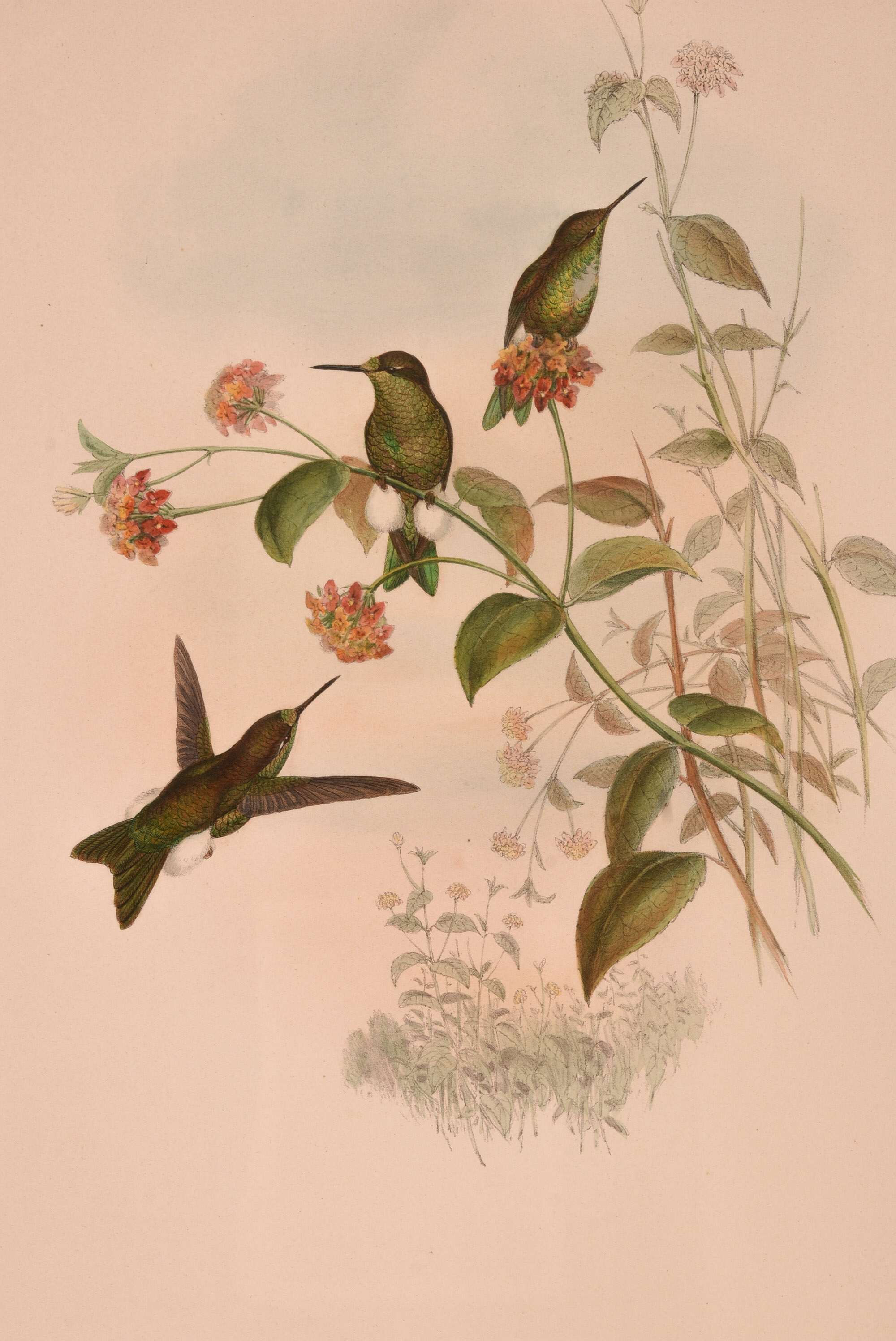 Pair of Hummingbird lithos by J. Gould & H.C Richter
