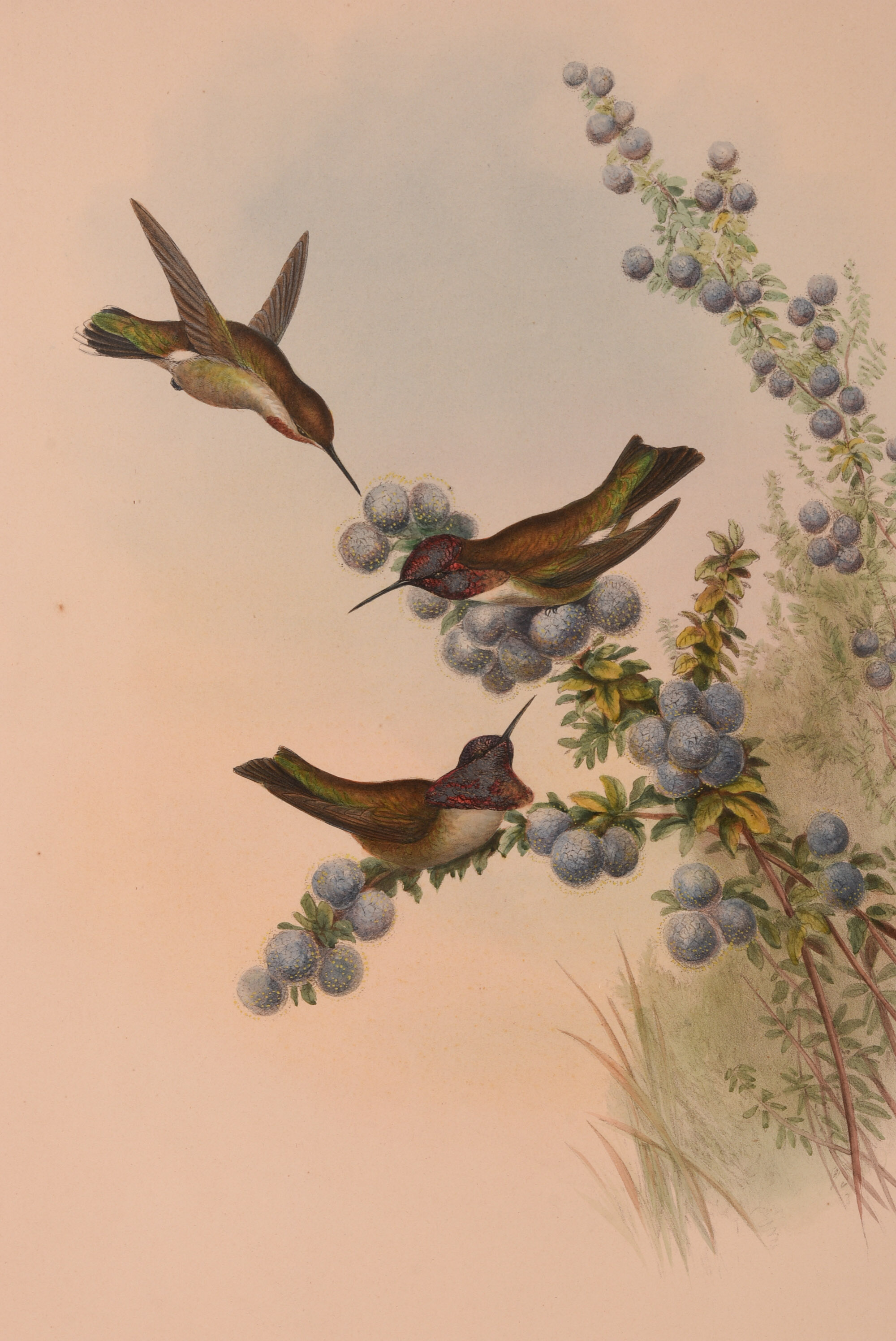 Pair of Hummingbird lithos by J. Gould & H.C Richter