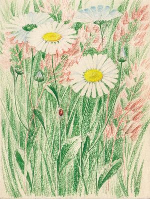 Кондиайн Э.М. Ромашки 1930-е гг. Бумага, цветные карандаши. 19,5х14,6 см. На обороте 