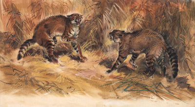 Бастрыкин В.В. Встреча. Иллюстрация к книге В. Новикова "Дикие кошки". М.: Малыш. 1992 г. 