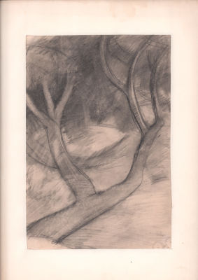 Дувидов В.А. Старое дерево. Бумага, карандаш. 1960-е гг. Лист в паспарту, окно 32х21,5 см. От 