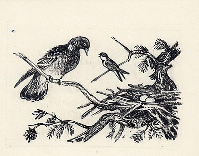 Фролов В.А. Птицы на ветках. Иллюстрация к книге В. Бианки "Лесные домишки" (на обороте 