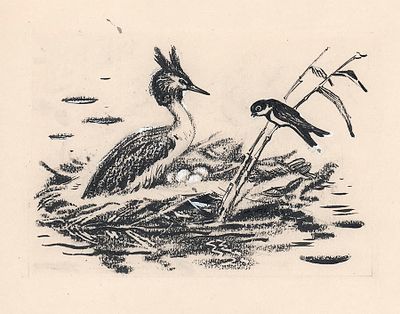 Фролов В.А. Птица в гнезде. Иллюстрация к книге В. Бианки "Лесные домишки" (на обороте автограф 