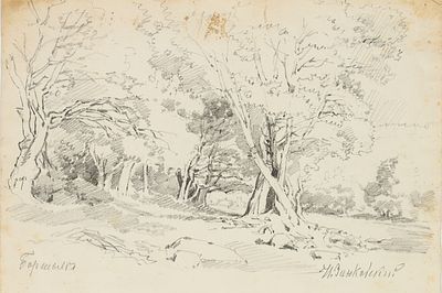 Занковский И.Н. Лес (двусторонний рисунок). 1880-е. Бумага, графитный карандаш, 34х25,3 см. Под 