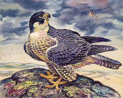 Бастрыкин В.В. Сокол. 2000 г. Бумага, акварель, белила. Лист 20,3х24,6 см. На обороте авторская 