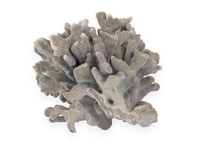 A Natural Specimen of Blue Ridge Coral (Heliopora coerulea). A natural specimen of Blue Ridge 