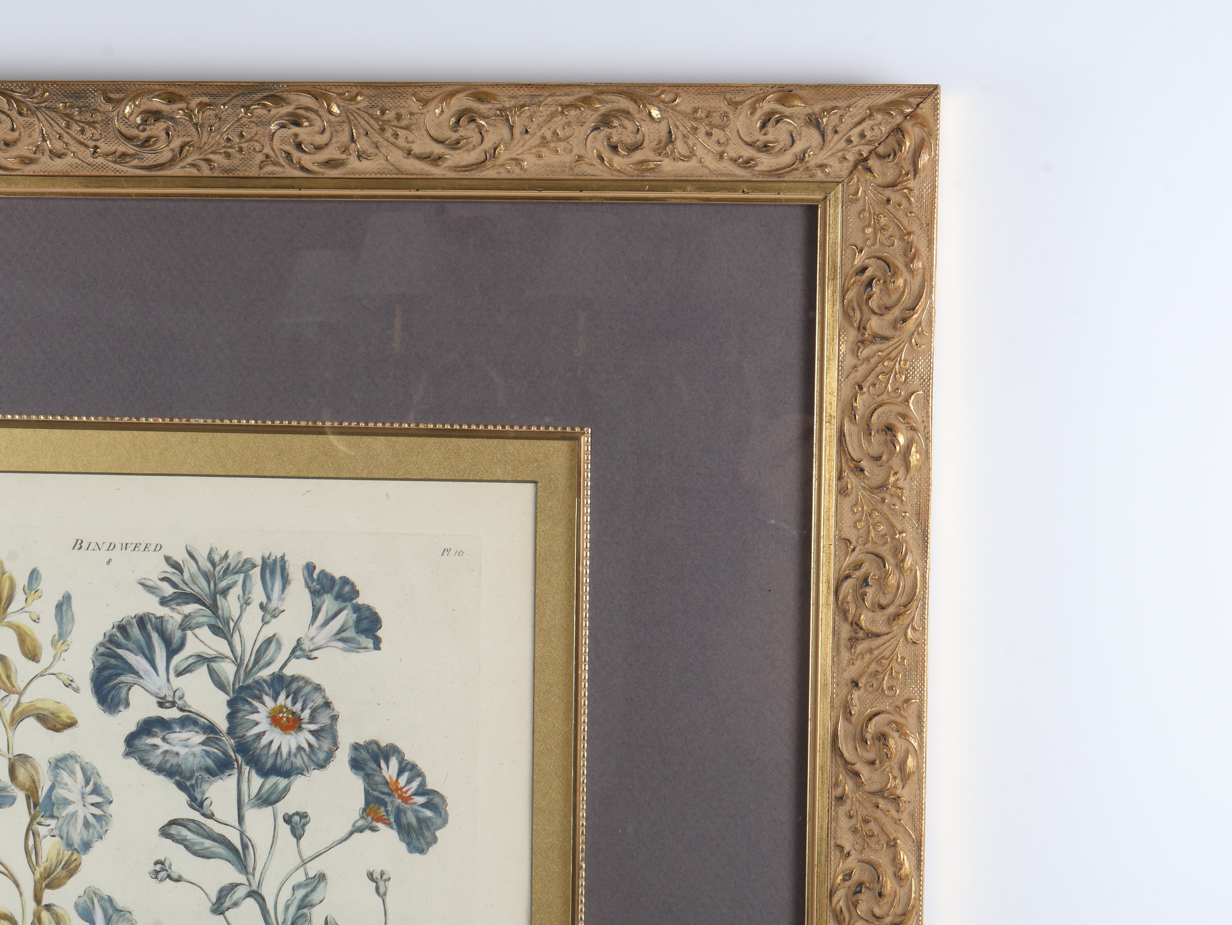 Hand-Colored Botanical Bindweed Engraving