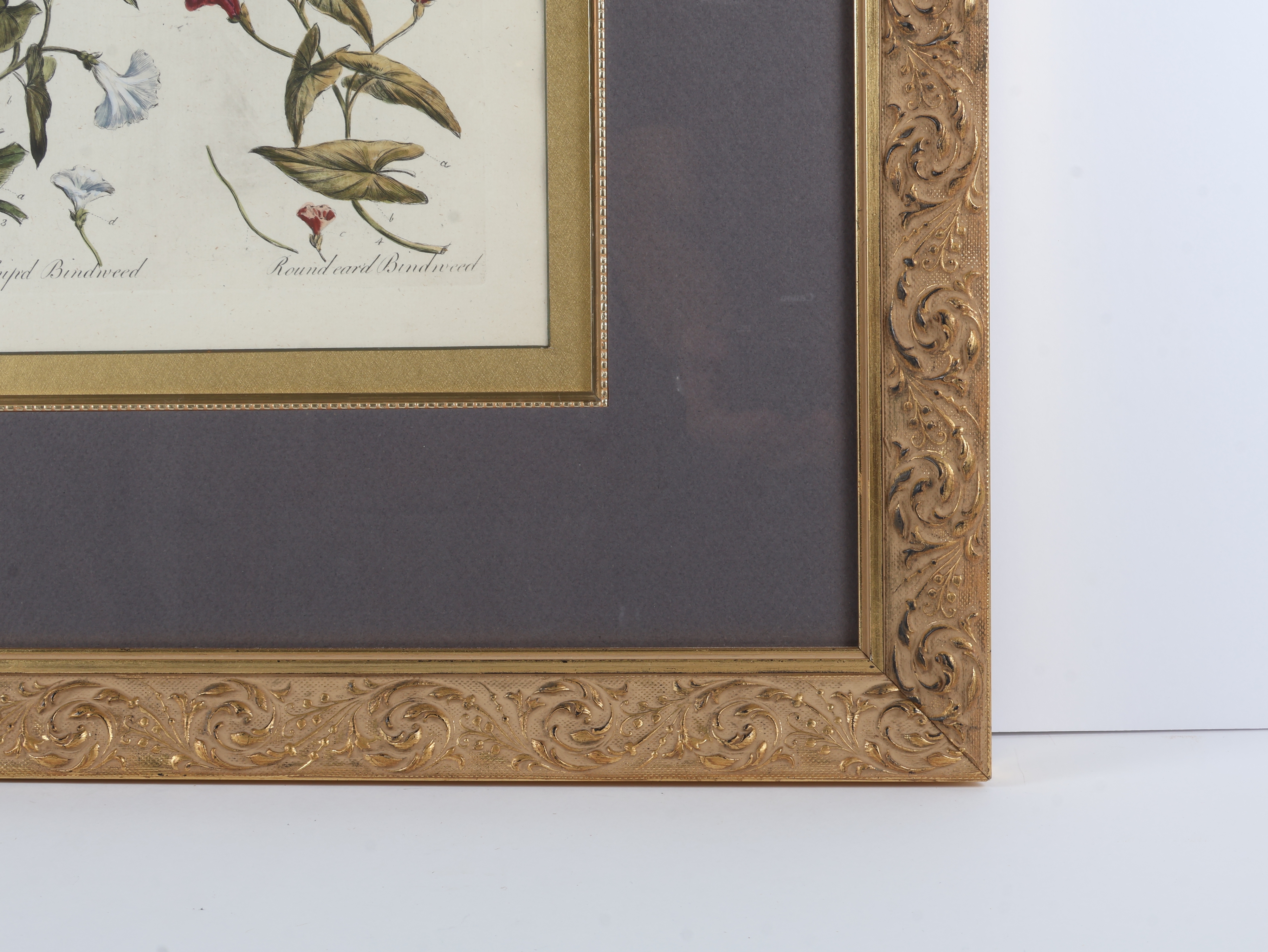 Hand-Colored Botanical Bindweed Engraving