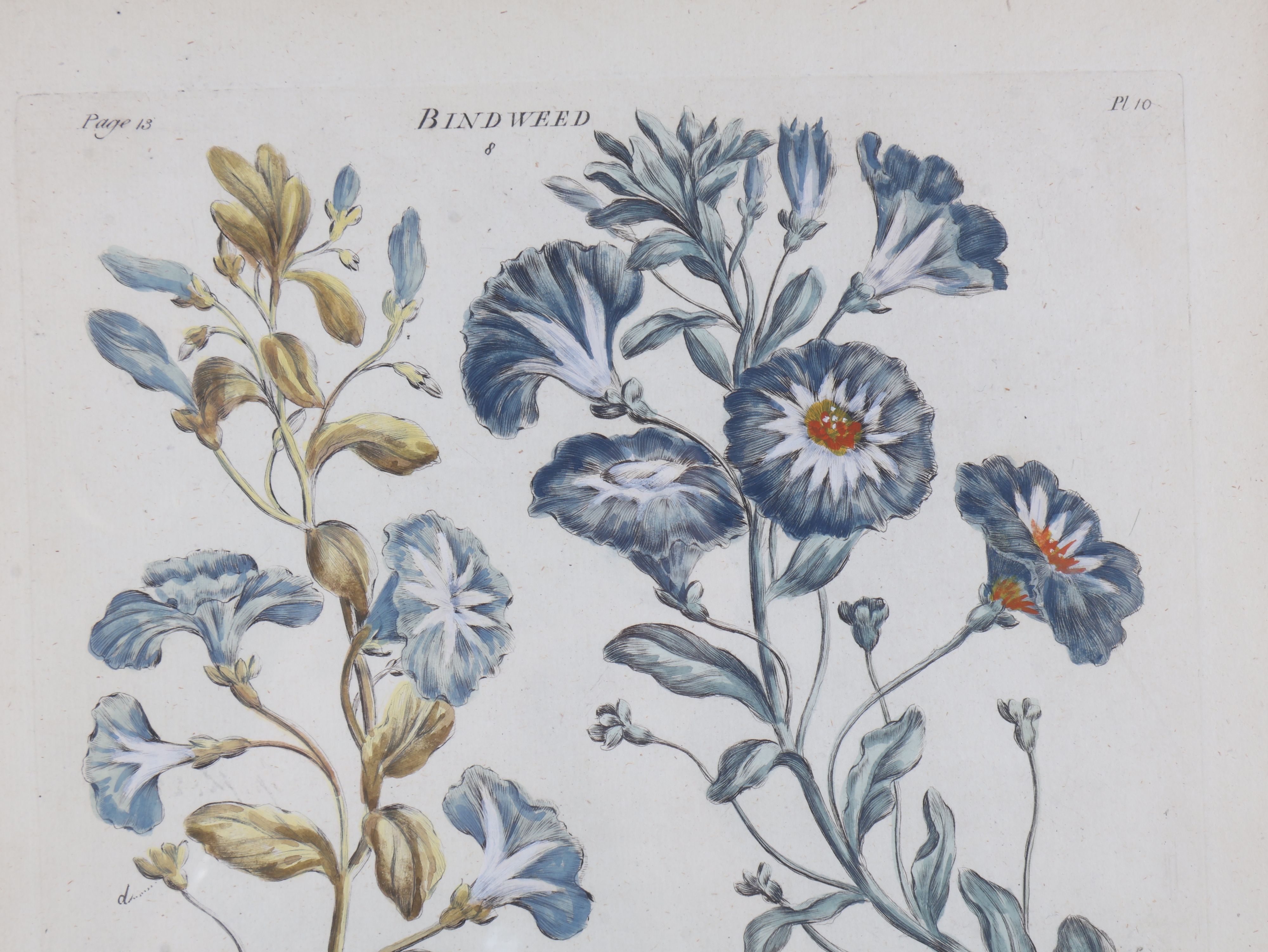 Hand-Colored Botanical Bindweed Engraving