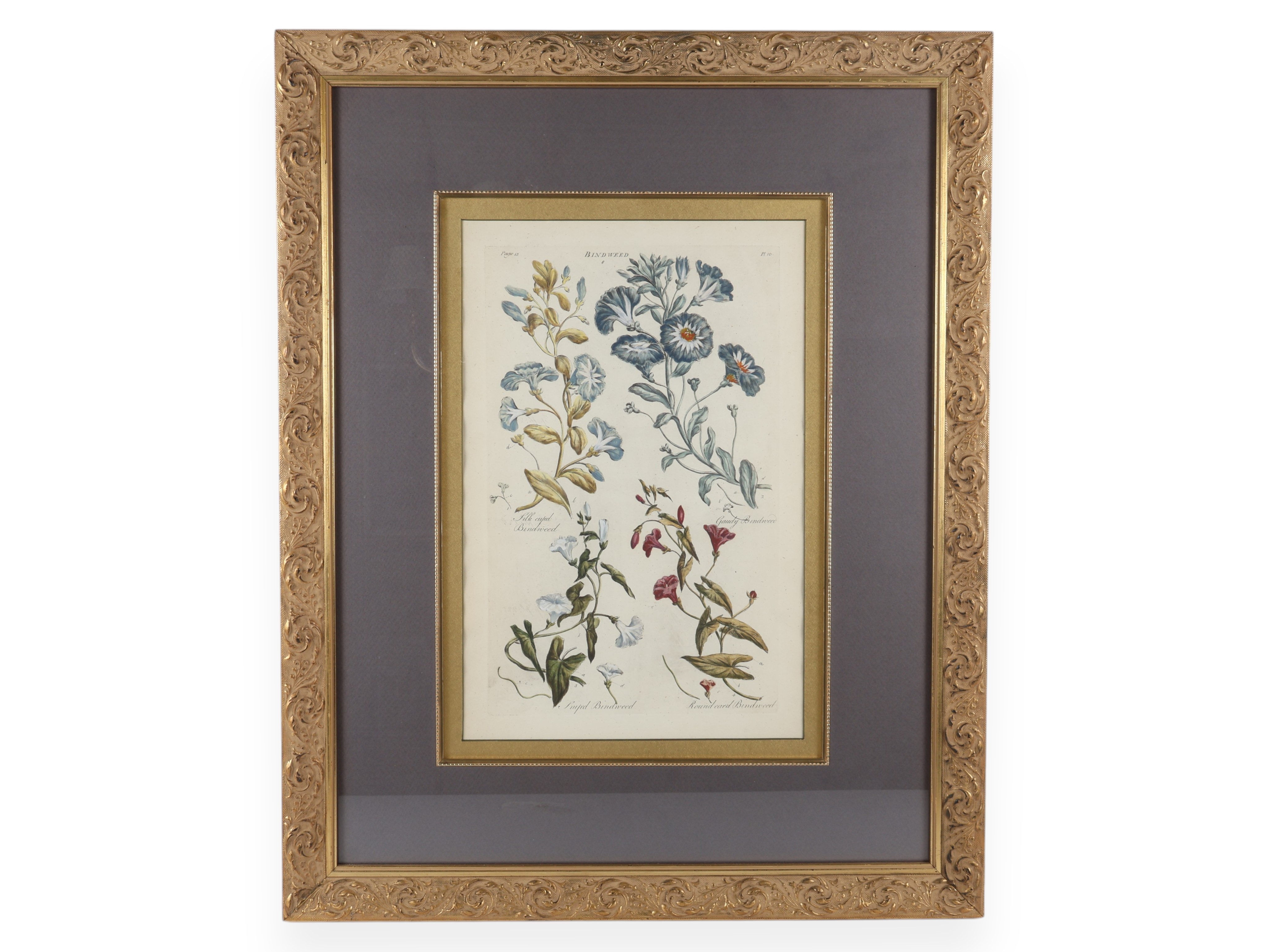 Hand-Colored Botanical Bindweed Engraving