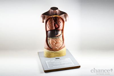 Modelo de Torso Humano de Anatomia "MO 201 Junglingsrumpfmodell", com &Oacute;rg&atilde;os respirat&oacute;rios, do 