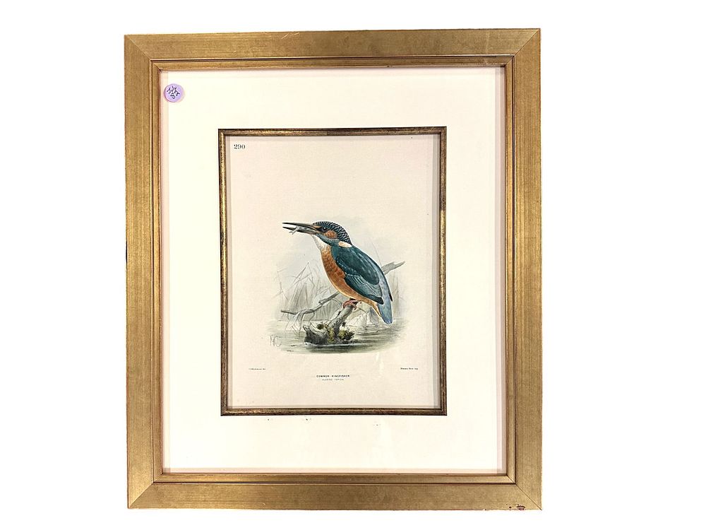Lot 82: 19TH C HAND COLORED LITHOGRAPH KINGFISHER