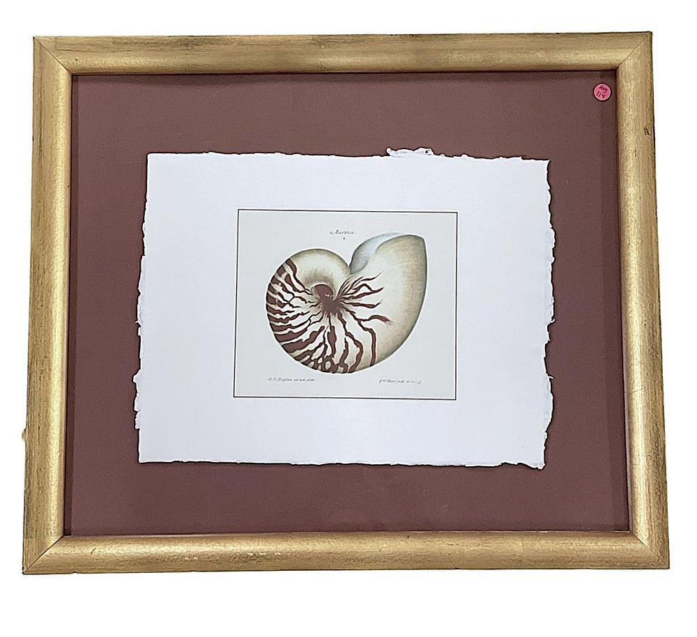 Lot 114: ANTIQUE KNORR HAND-COLORED ENGRAVING NAUTILUS