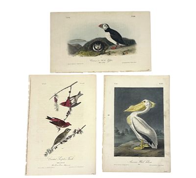 3 AUDUBON ROYAL OCTAVIO 1840-44 PELICAN - PUFFINS - FINCHES. 1- Hand-colored lithograph by J.T. 