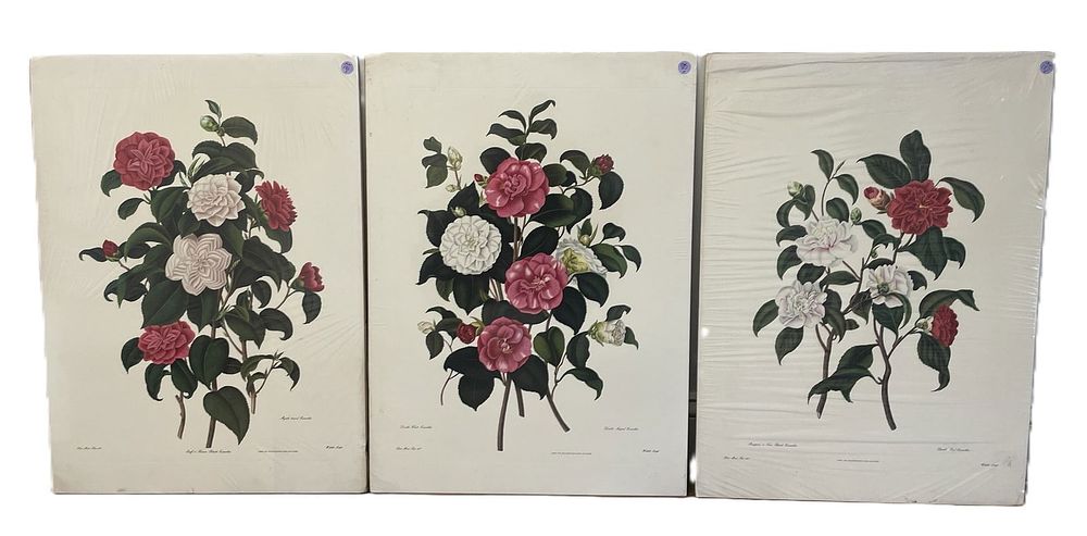 Lot 182: 3 CAMELLIA COLOR LITHOS AFTER CLARA MARIE POPE