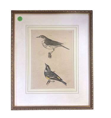 ANTIQUE OVEN & MYRTLE BIRD LITHOGRAPH. Antique 1844 Lithograph Plate 46 from zoology of New York