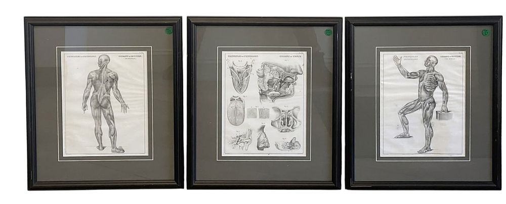 Lot 193: 3 ANATOMICAL LITHO ILLUSTRATIONS 1850