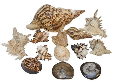 GROUP OF 12 AMMONITE FOSSILS & SHELLS. Group of 2 Ammonite Polished Fossils and 10 Sea Shell 