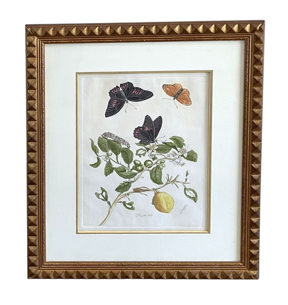 Lot 162: MARIA SIBYLLA MERIAN HAND COLORED BOTANICAL ENGRAVING