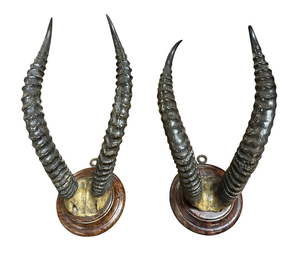 Lot 183: PAIR OF ANTIQUE MOUNTED TROPHY ROAN ANTELOPE HORNS