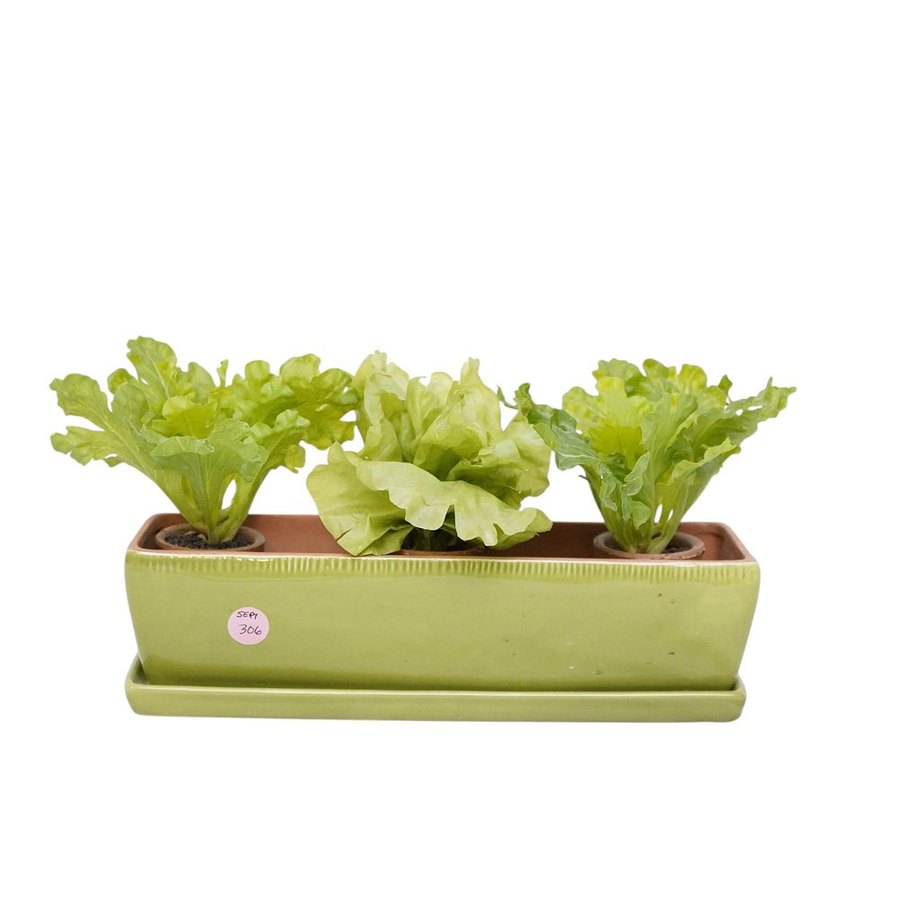 Lot 306: POTTERY BARN GREEN GLAZED TERRACOTTA PLANTER