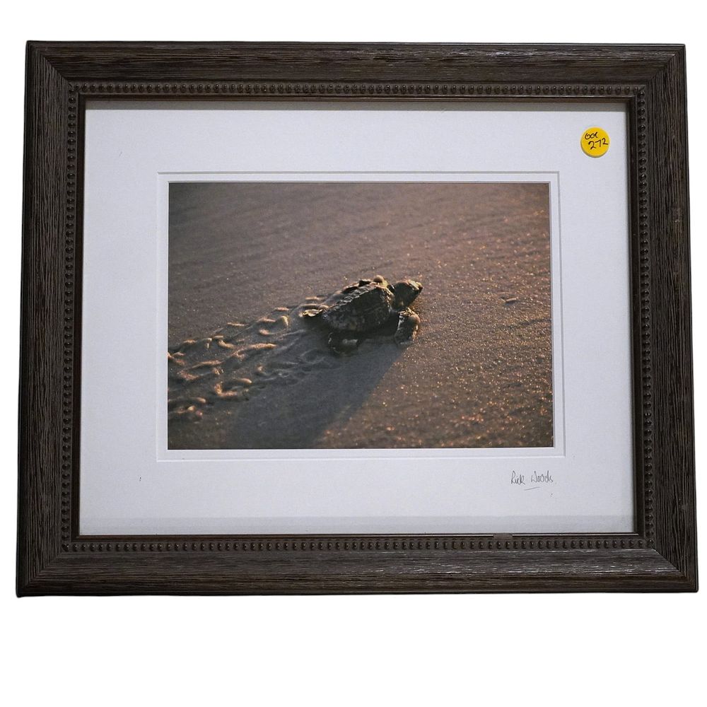 Lot 285: RICK WOODS BABY SEA TURTLE PHOTOGRAPH