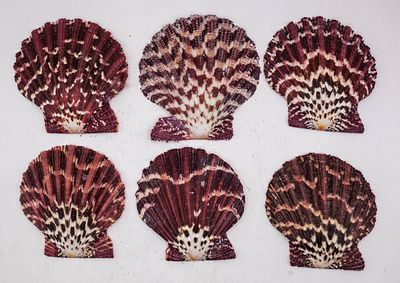צדפות מסרק אדומות-סגולות / פקטן מרוקאי (Red/Purple Scallop Shells - Gloripallium / Pecten)