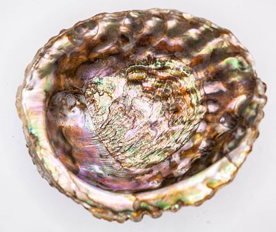 קונכיית אבאלון / צדפת אם הפנינה (Abalone Shell)