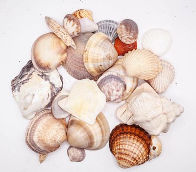אוסף קונכיות ושלדים ימיים מעורב (Mixed Sea Shells Collection)