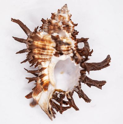 קונכיות ארגמון קוצני ימיות (Chicoreus / Murex Sea Shells)