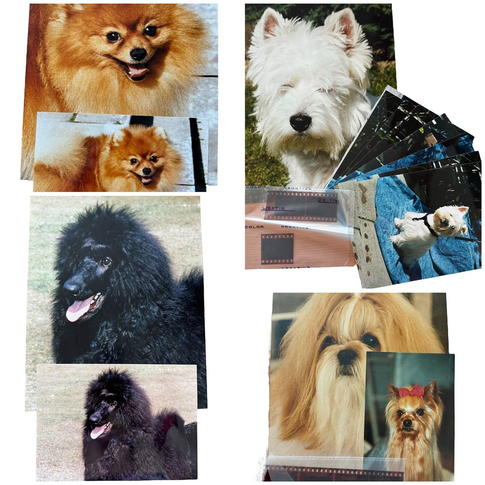 Lot 528: The Dog House Collection photos some include Negative...