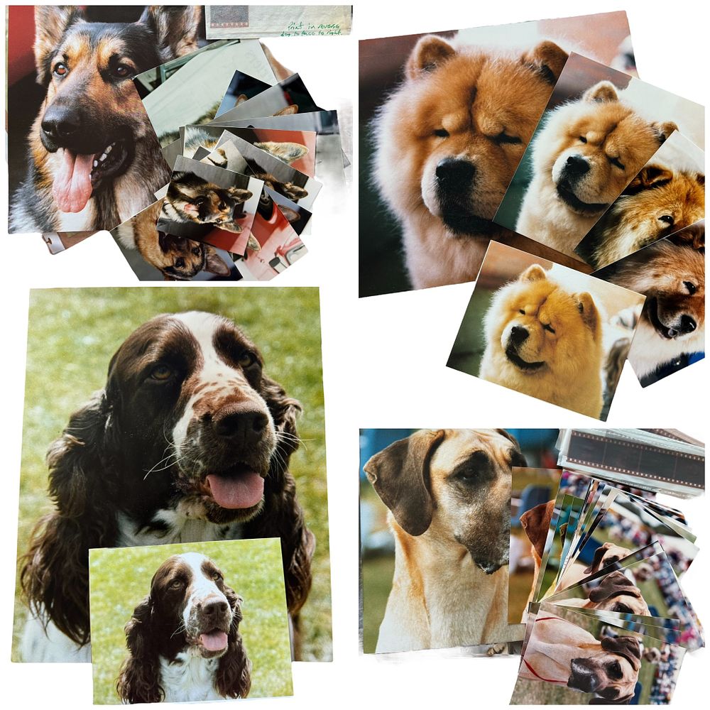 Lot 530: The Dog House Collection photos some include Negative...