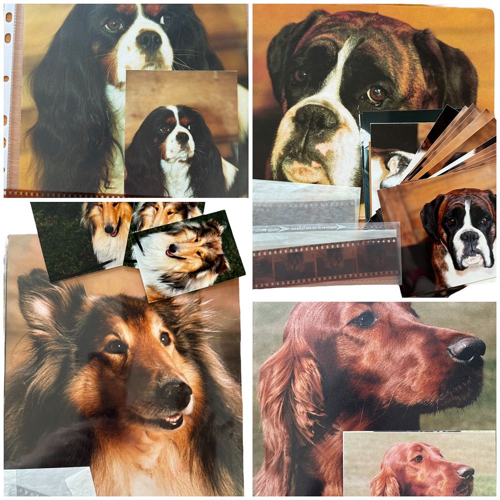 Lot 193: The Dog House Collection photos some include Negative...